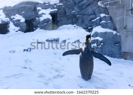 Happy penguin extending its wings