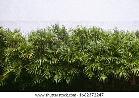 Natural green palm leaves with cement wall background, Livistona Rotundifolia Palm, borassus Flabellifer.