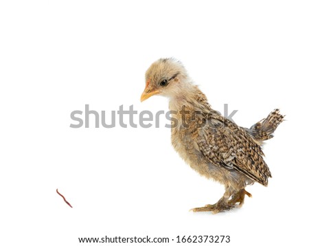 Little chicken saw a worm isolated on a white background.