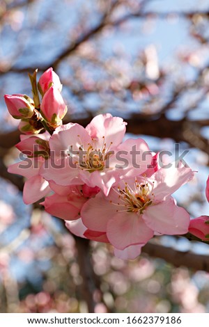Macro shot of beautiful almond tree blossoms in spring time over clear blue sky background. Branches full of tender pink flowerings, dense flower clusters. Background, close up, copy space, crop shot.