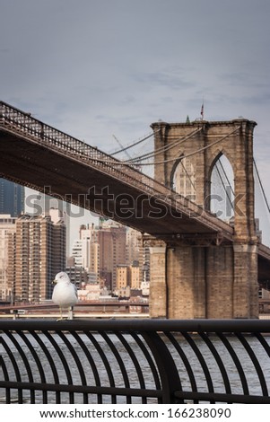 Seagull at  Brooklyn Bridge Park with the Brooklyn Bridge in the background