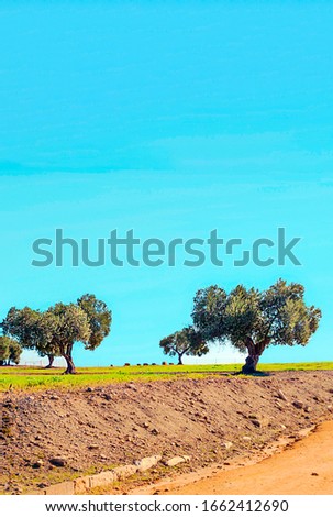 Field of Carmona in Andalusia in a sunny day
