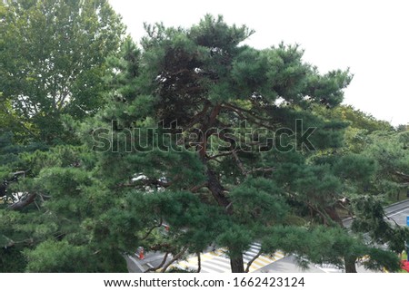 Selective focus on top of Korean pine tree at seoul forest park , Seoul , South Korea