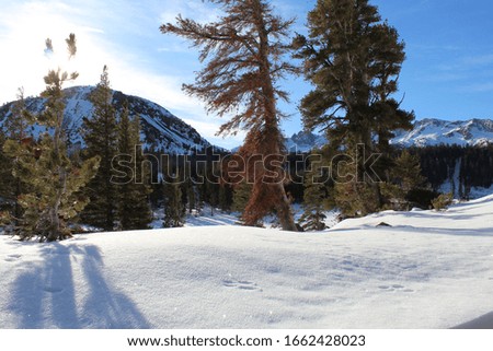 Beautiful snow landscape white sunny
