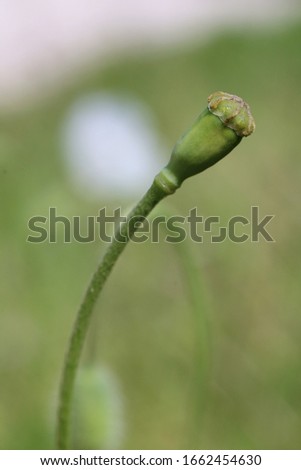 Papaver dubium, Long-Headed Poppy. Wild plant shot in spring.