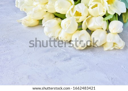 Beautiful bouquet of wilted white tulips with tender petals, soft focus. Withered tulips with dried petals. Dead bunch of white flowers. Faded tulip with selective focus on neutral background. 