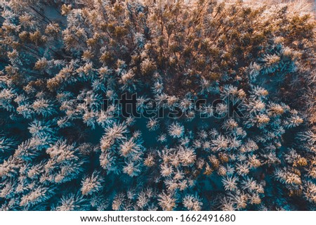 Beautiful fairytale winter snowy morning forest shot by drone.