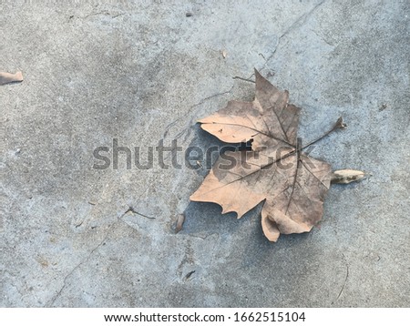 Picture of a dry plane tree leaf felt on a cracked concrete floor. It is a cold autumn day.