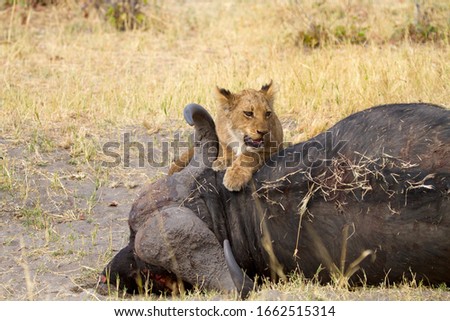 African Lion (Panthera Leo), young eating a Cape Buffalo  (Syncerus caffer caffer) which was killed two nights before by the females of the pride. Savuti, Chobe National Park, Botswana.