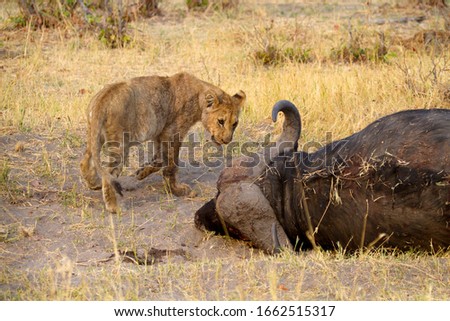 African Lion (Panthera Leo), young eating a Cape Buffalo  (Syncerus caffer caffer) which was killed two nights before by the females of the pride. Savuti, Chobe National Park, Botswana.
