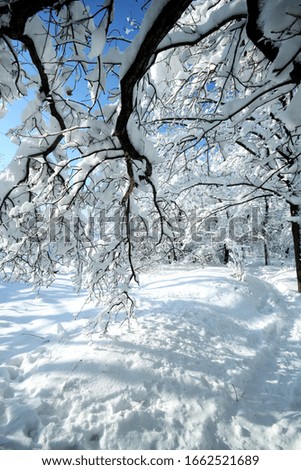 trees covered with a large layer of snow on a Sunny day