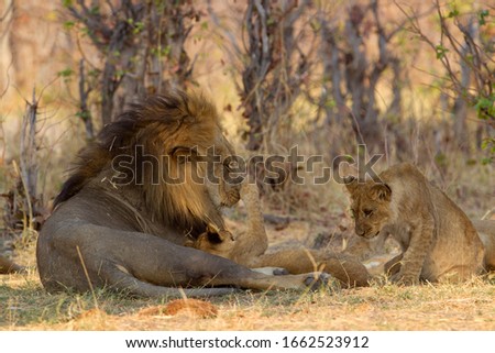 African Lion (Panthera Leo), male and youngs, Savuti, Chobe National Park, Botswana.