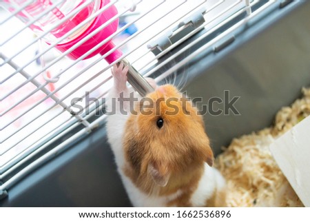 Syrian hamster drinking from her water bottle Royalty-Free Stock Photo #1662536896