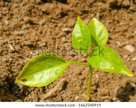 Seedlings green sprout of pepper grows in the soil in spring. The concept of growth of nature, business growth, World Environment Day.