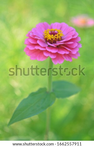 Pink Zinnia flower blooming in garden on day time