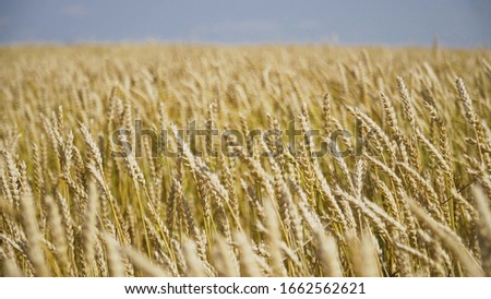 ears moving in the wind in the field. bread production. development of agriculture.