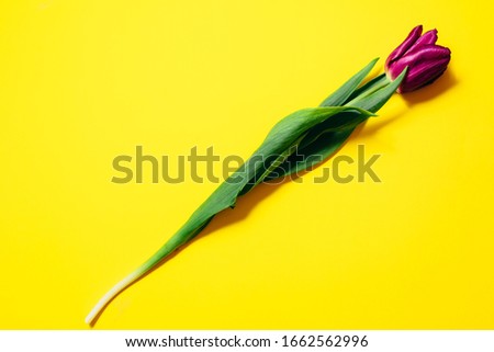 Purple tulips on a yellow background. Flat lay, top view, copy space.