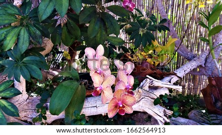 Close up shot of pale pink orchids in Tenerife, Canary Islands. Cruise ship travels. 