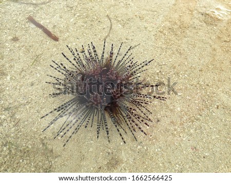 Echinothrix calamaris, known commonly as the banded sea urchin or double spined urchin among, is a species of sea urchin in the family Diadematidae.