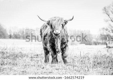 Scottish highlander a beautiful wild cow with huge horns in the swampy grass near the rainy river IJssel in the nature reserve near Fortmond, the Netherlands Royalty-Free Stock Photo #1662574219