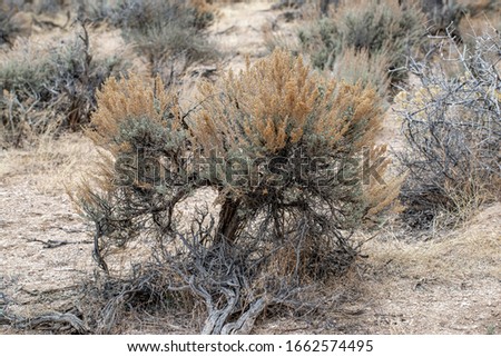 Wyoming big sagebrush (Artemisia tridentata subsp. wyomingensis) is the most common dominant species in the Great Basin covering millions of acres of high desert plains and valleys across the West. Royalty-Free Stock Photo #1662574495