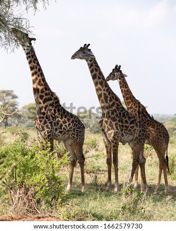 Giraffes in the savannah in natural park in Tanzania Africa