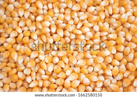 A background with corn grains  Royalty-Free Stock Photo #1662580150