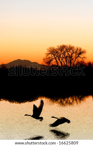 Evening silhouette of Canadian Geese, tree, and mountain, reflected in wildlife pond, San Joaquin Delta, California