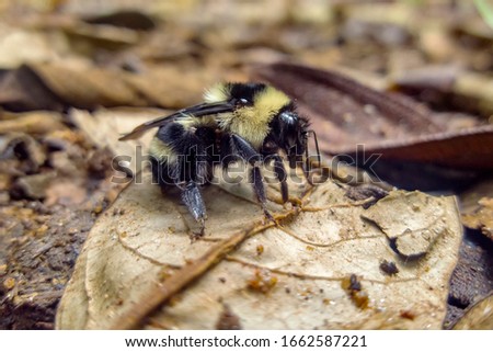 Bee in the forest floor, photographed in Vargem Alta, Espirito Santo. Southeast of Brazil. Atlantic Forest Biome. Picture made in 2018.