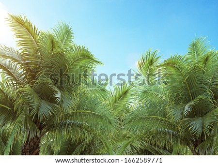 Palm tree with blue sky, tropical background	