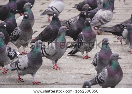 A lot of grey pigeons walk on paving slabs or sidewalk in the city. Birds on the city streets. Pigeons in urban environment Royalty-Free Stock Photo #1662590350