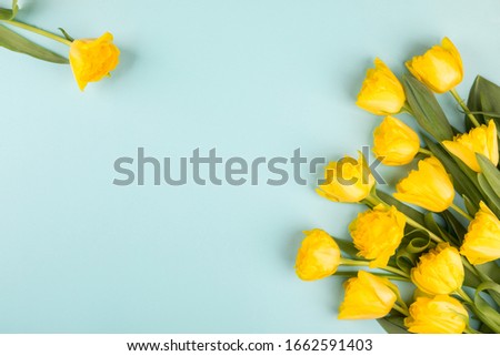Yellow tulips flowers on blue background.Symbol of spring.Mother's Day, Birthday, Valentine's Day. Concept of holiday.Flowers composition.Flat lay, top view, copy space