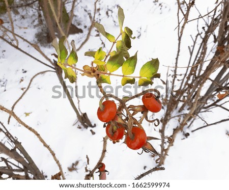 Winter landscape with a branch of wild rose. Red rosehip berries on a branch with green leaves on a snow background, close up.