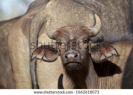 Cape Buffalo (Syncerus caffer caffer), Moremi Game Reserve, Okavango Delta, Botswana.