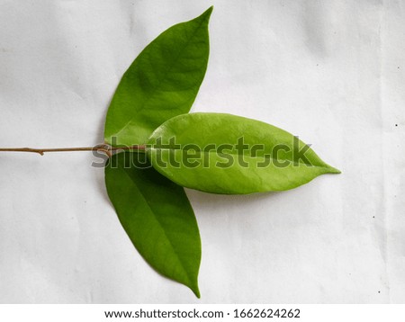 Fresh green leaves with a white background