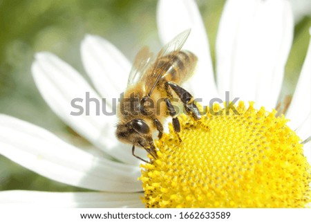 A Western Honey Bee (Apis mellifera) feeding from/pollinating a Daisy.