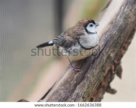 Miniature Dainty Darling Double-Barred Finch with Fine Subtle Feathers.         