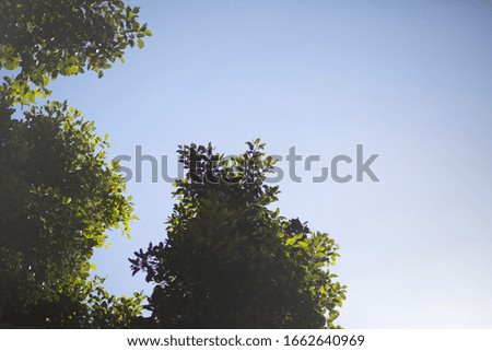 A cool background picture of trees and blue sky. 