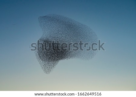 Beautiful large flock of starlings (Sturnus vulgaris), Geldermalsen in the Netherlands. During January and February, hundreds of thousands of starlings gathered in huge clouds.  Starling murmurations. Royalty-Free Stock Photo #1662649516