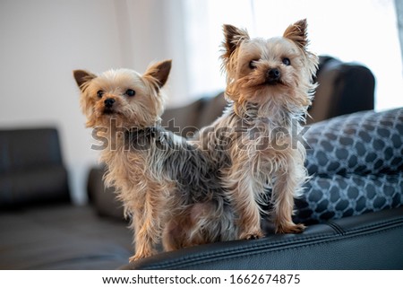 close-up of 2 Yorkshir terriers sitting together on a couch