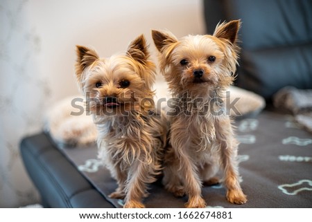 close-up of 2 Yorkshir terriers sitting together on a couch