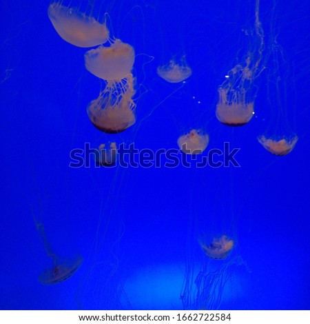 Atlantic sea nettle jellyfish - Chrysaora quinquecirrha 