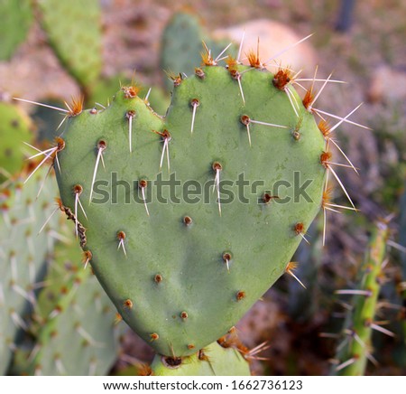 Close up photo of heart shaped Prickly Pear pad leaf. 