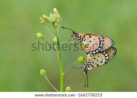 orange butterflies are mating on grass branches in a tropical garden