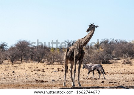 One Angolan Giraffe - Giraffa giraffa angolensis- and one Orynx - Oryx gazelle- near a waterhole in Etosha national park, Namibia.