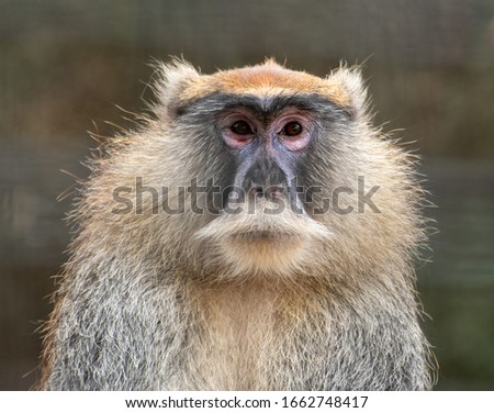 A guenon monkey poses for the camera Royalty-Free Stock Photo #1662748417