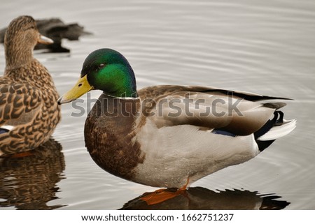 A MALE MALLARD DUCK STANDING ON A ROCK IN A PACIFIC NORTHWEST LAKE