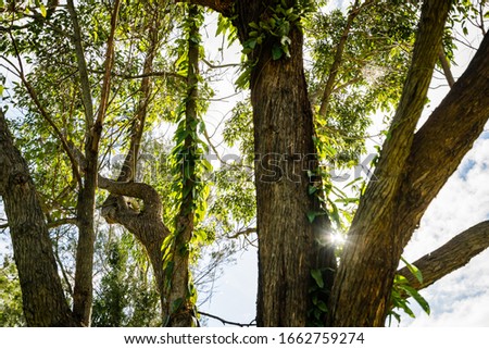Green treetop against a cloudy blue sky, upward view, sunburst shining through the branches. Closeup on the brown textured bark. Gold Coast, Queensland Australia,