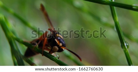 A Stenodynerus drink a water, this wasps is a rather large genus of potter wasps whose distribution spans the Nearctic, Palearctic, Oriental and Neotropical regions.