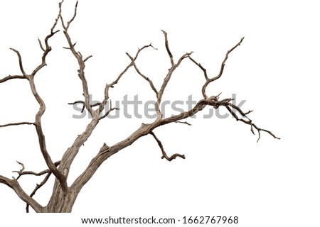 Dry branchs of dead tree with cracked dark bark.beautiful dry branchs of tree isolated on white background.Dry wooden stick from the forest isolated on white background . Royalty-Free Stock Photo #1662767968